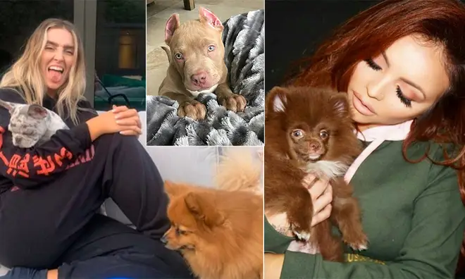 Little Mix are big animal lovers