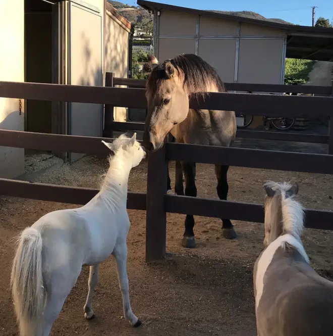 Lady Gaga's home has stables for her beloved horses
