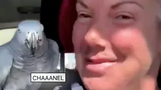 Chanel the parrot has been found safe and sound.