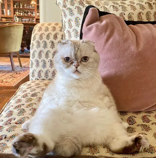 Taylor Swift's cat Olivia entertained fans in this snap