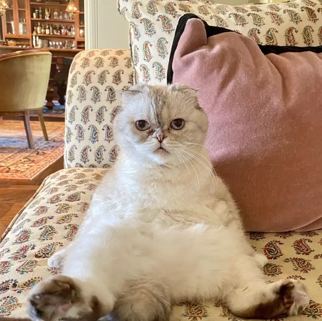 Taylor Swift posted this hilarious snap of cat Olivia