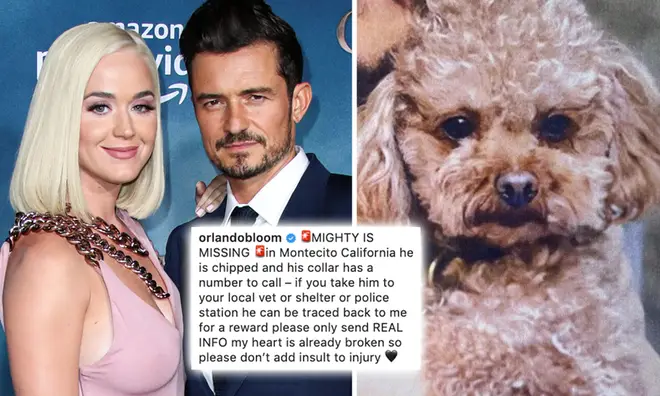 Katy Perry and Orlando Bloom's dog is missing in California.