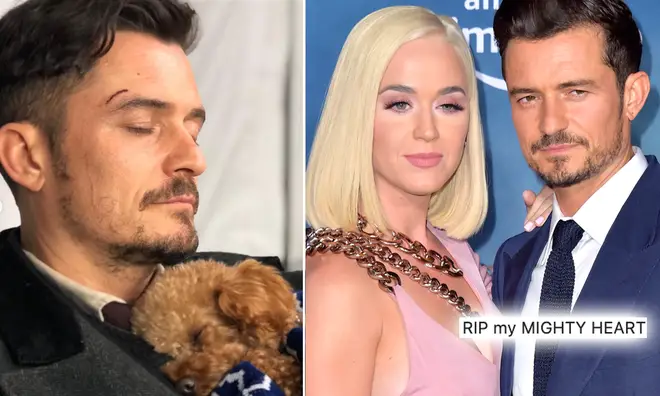 Katy Perry and Orlando Bloom's dog went missing last week.