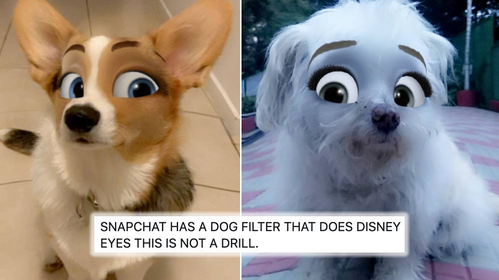How To Do The Disney Snapchat Pet Filter To Transform Your Four Legged  Friend - Capital