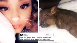 Ariana Grande explains the reason for her pet pig, illegal in NY to a fan
