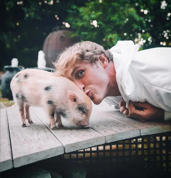 Logan Paul and Chloe Bennet shared a pet pig called Pearl BingBing