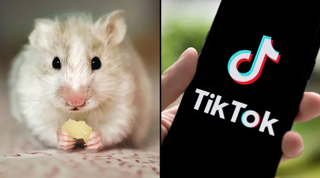 TikTok Hamster Cult explained: What does it mean?