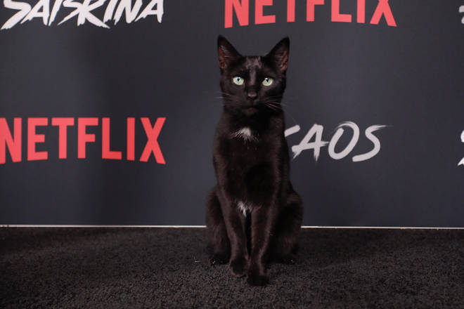 Salem on the Netflix red carpet