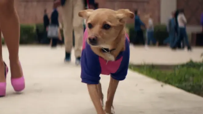 Toulouse the dog in Ariana Grande's 'thank u, next' music video