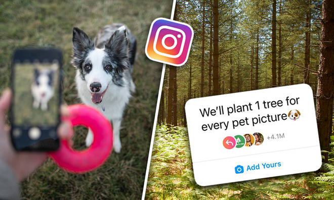 Why are people posting pet pictures to Instagram?