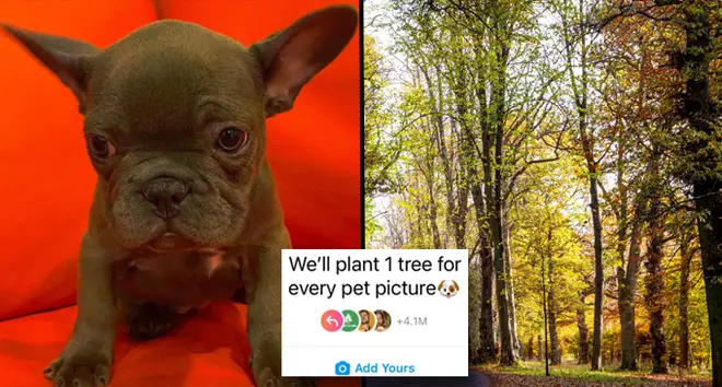 The 'we will plant a tree for every pet picture' Instagram trend explained