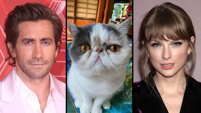 Jake Gyllenhaal's 'cat' slams cyberbullies following the release of Red Taylor's Version