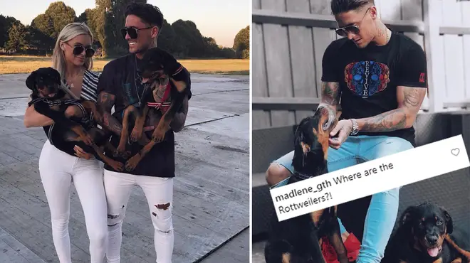 Fans are questioning why Stephen Bear hasn't posted his dogs in months.
