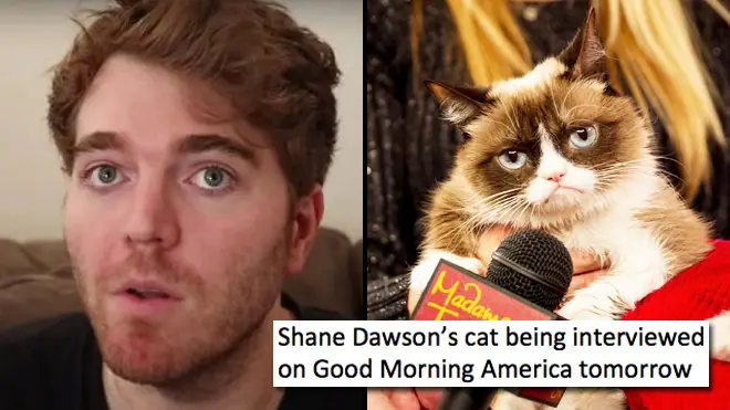 The funniest Shane Dawson cat memes