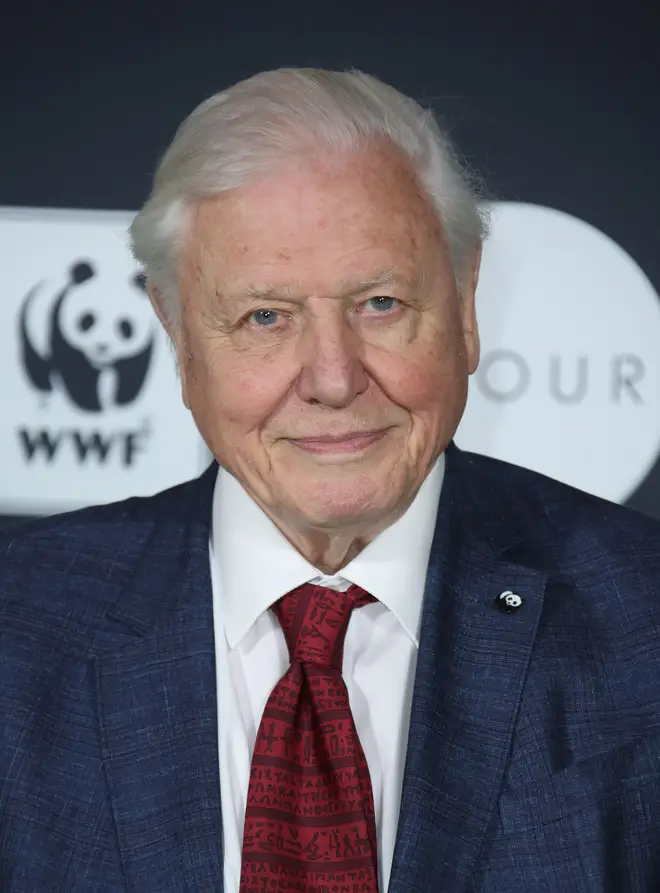 David Attenborough is joining forces with Netflix and WWF with new documentary, Our Planet
