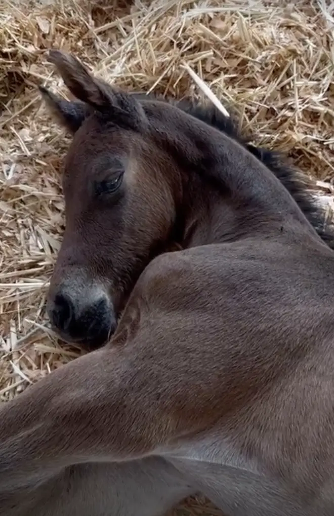 Kendall Jenner's new horse arrived in May 2023