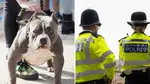 Police are hunting a grey XL Bully (stock image)