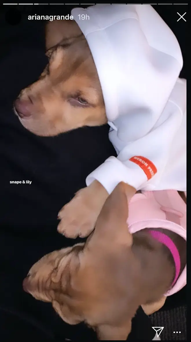 Ariana Grande has two new rescue puppies.