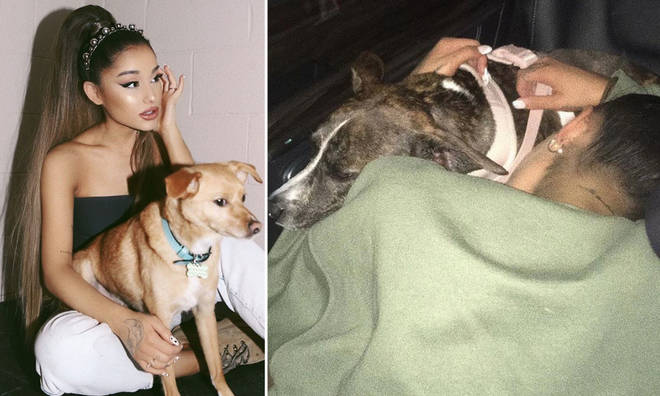 Ariana loves her dogs.