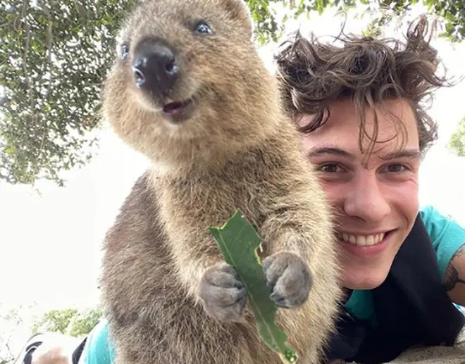 Shawn Mendes and a quokka pose for a selfie